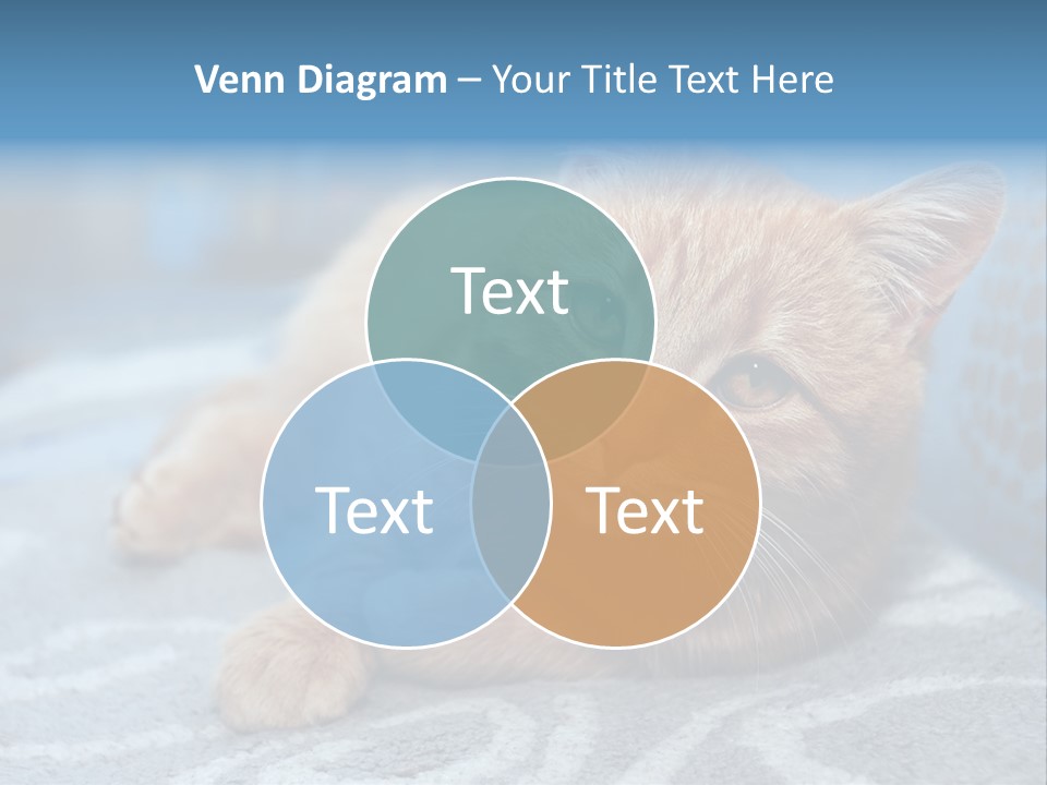 Fur Pet Blanket PowerPoint Template
