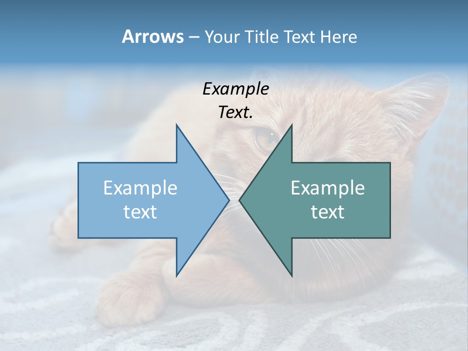 Fur Pet Blanket PowerPoint Template