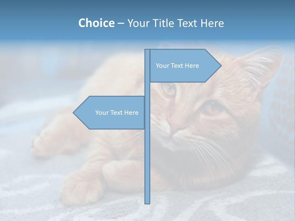 Fur Pet Blanket PowerPoint Template