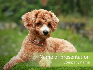 Cute Lying Poodle PowerPoint Template