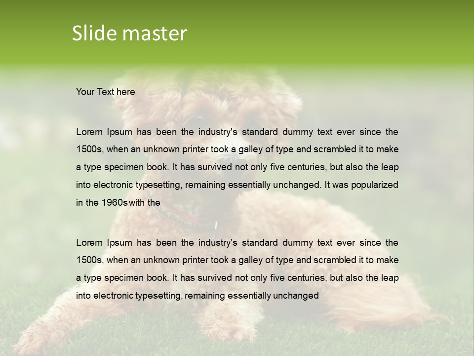 Cute Lying Poodle PowerPoint Template