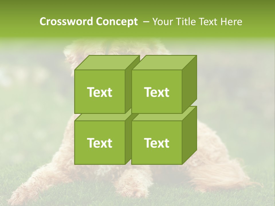 Cute Lying Poodle PowerPoint Template