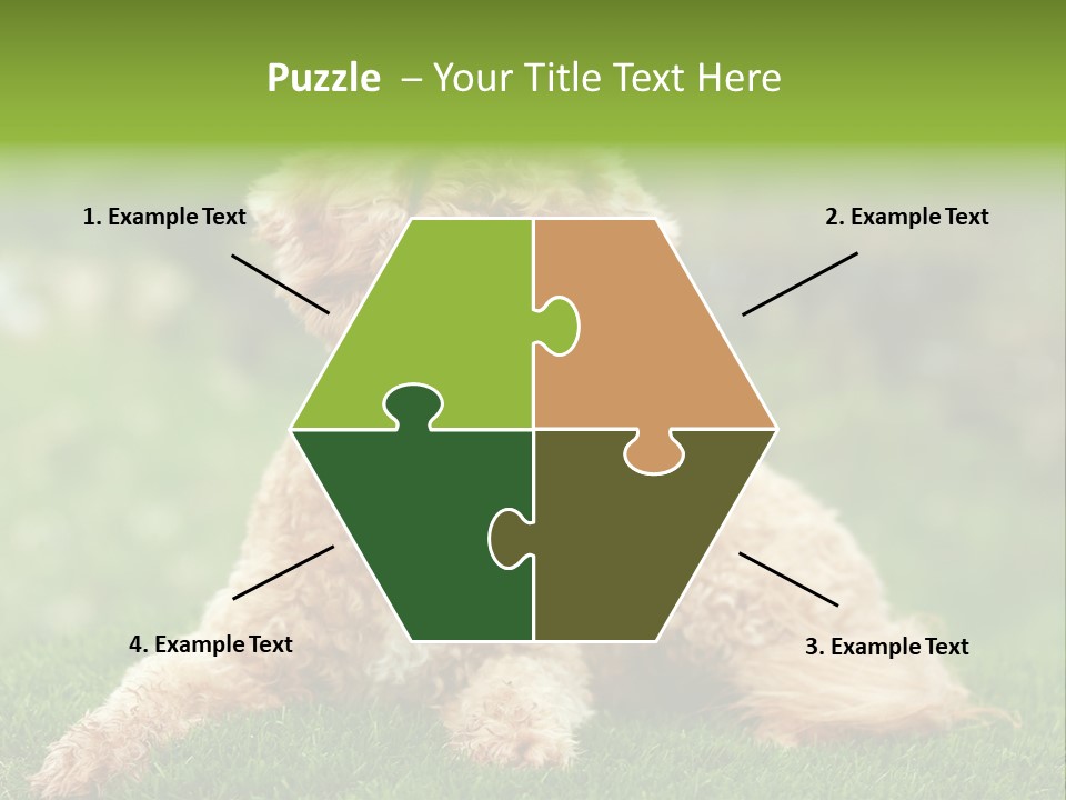 Cute Lying Poodle PowerPoint Template
