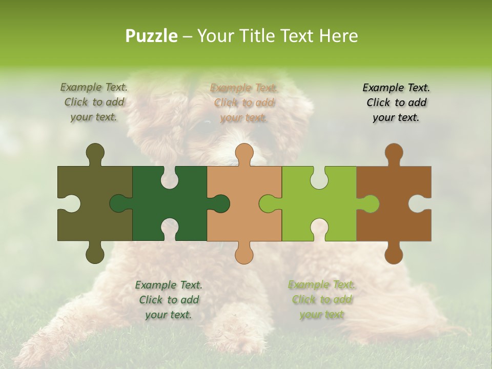 Cute Lying Poodle PowerPoint Template