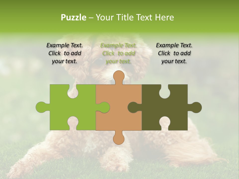 Cute Lying Poodle PowerPoint Template