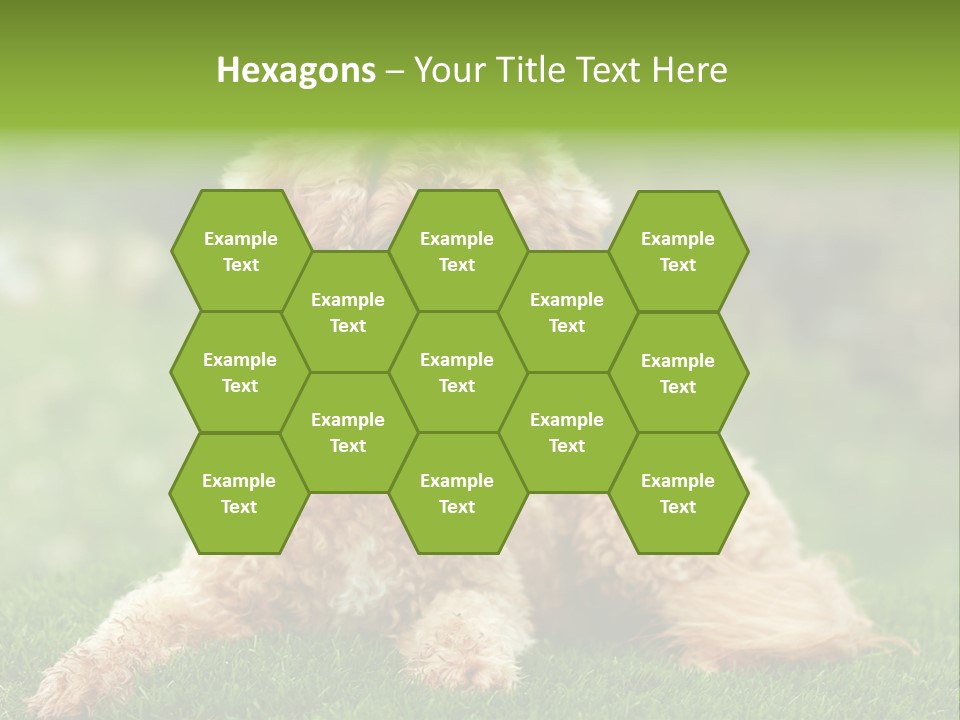 Cute Lying Poodle PowerPoint Template