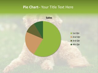 Cute Lying Poodle PowerPoint Template