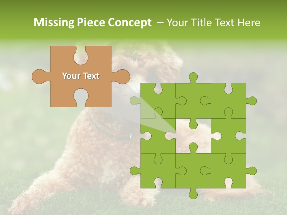 Cute Lying Poodle PowerPoint Template