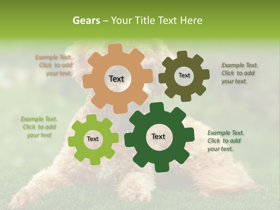 Cute Lying Poodle PowerPoint Template