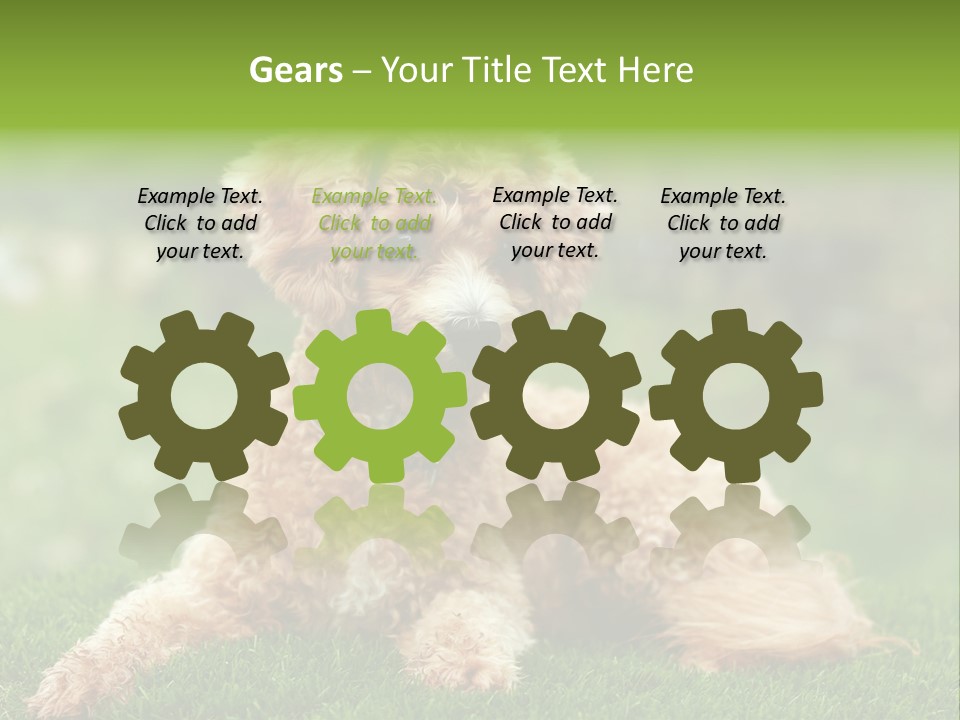 Cute Lying Poodle PowerPoint Template