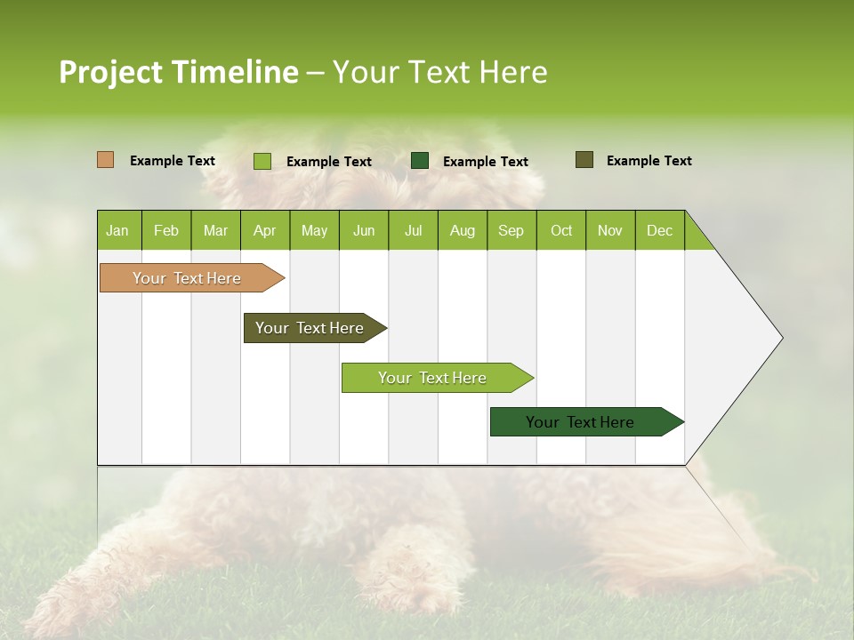 Cute Lying Poodle PowerPoint Template
