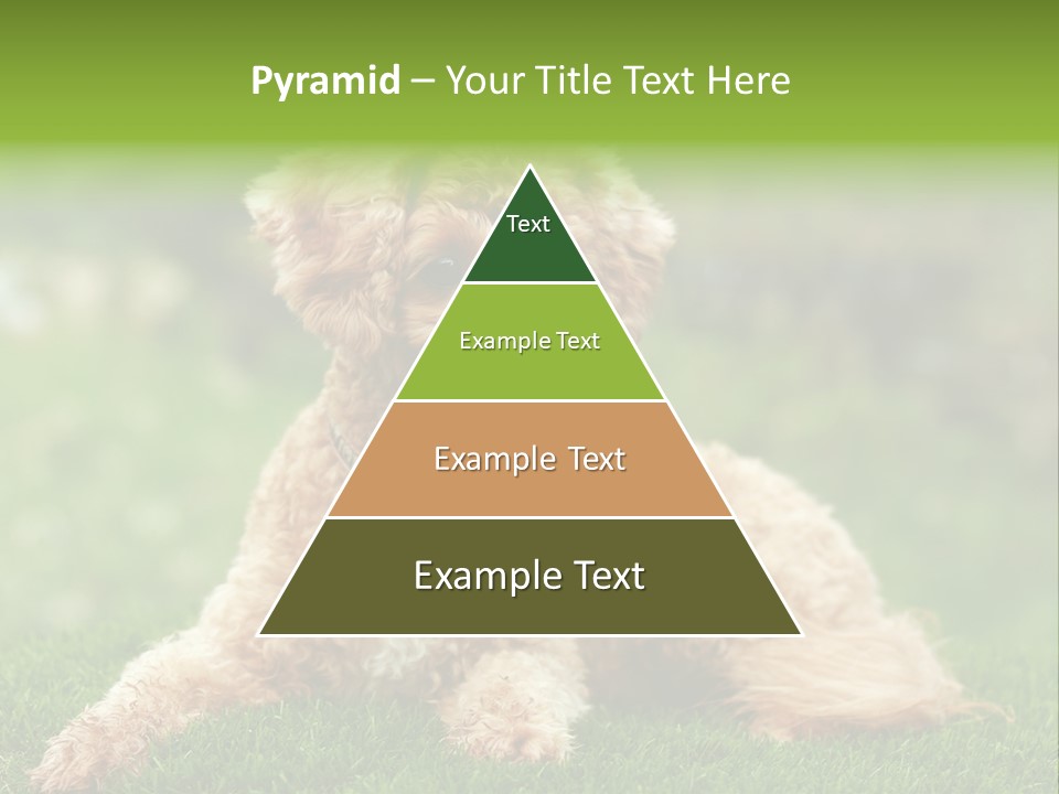 Cute Lying Poodle PowerPoint Template