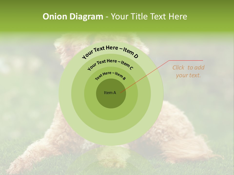 Cute Lying Poodle PowerPoint Template
