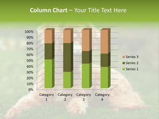 Cute Lying Poodle PowerPoint Template