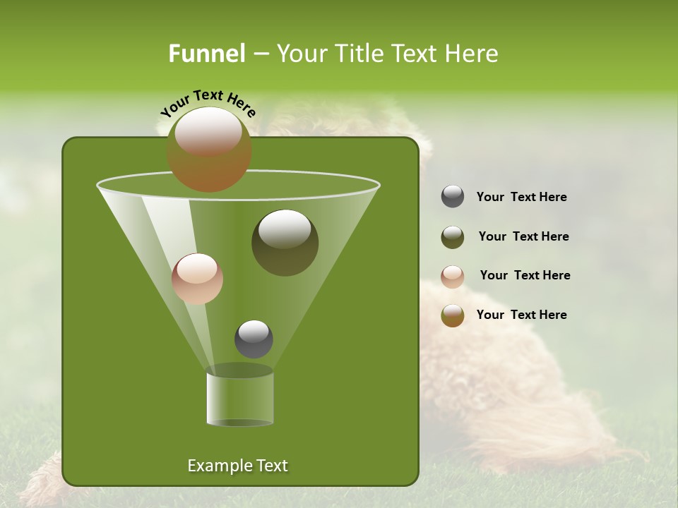 Cute Lying Poodle PowerPoint Template