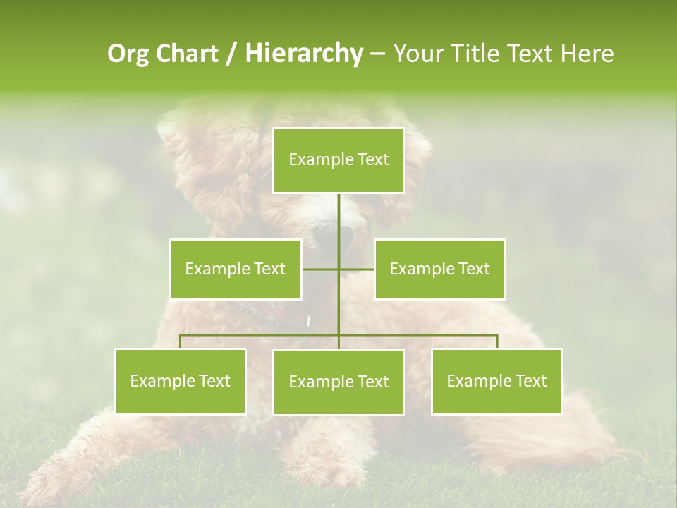 Cute Lying Poodle PowerPoint Template