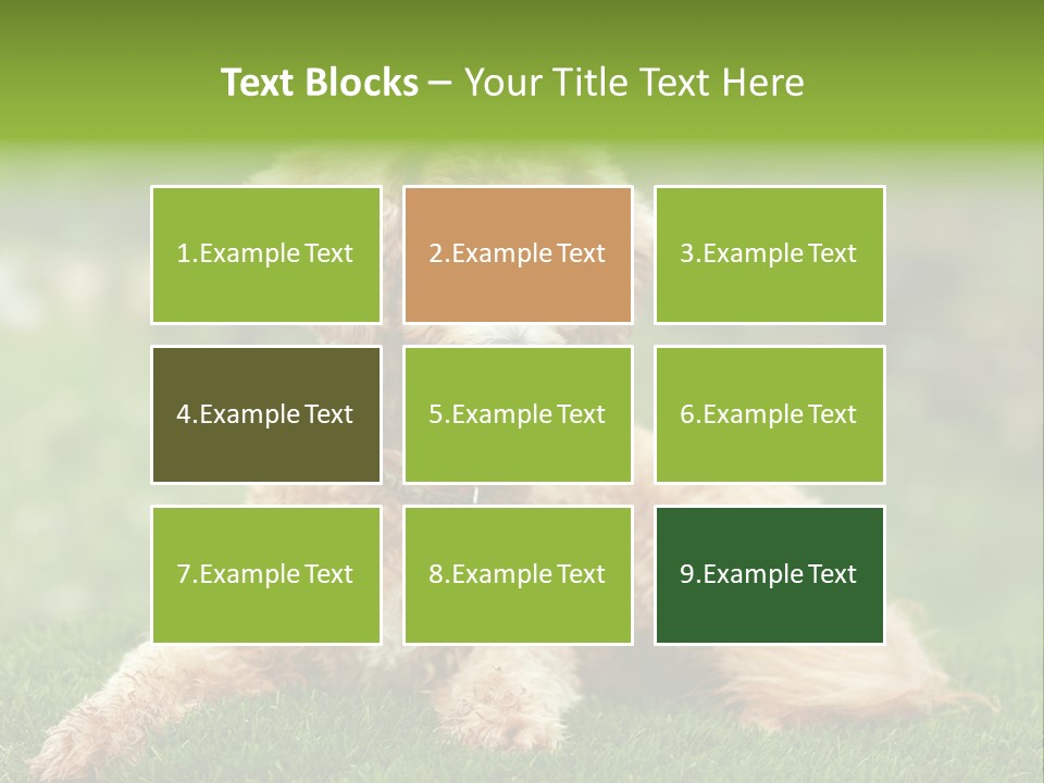 Cute Lying Poodle PowerPoint Template