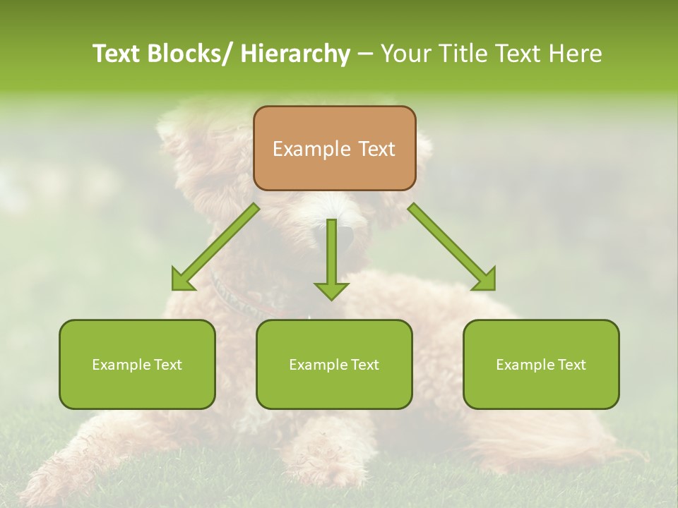 Cute Lying Poodle PowerPoint Template