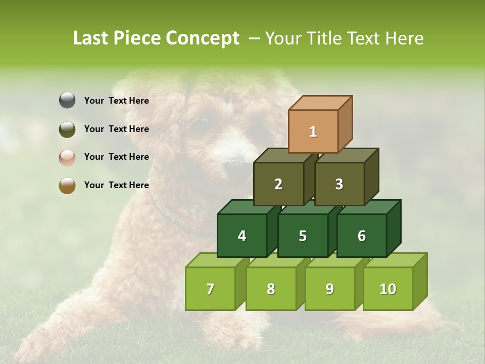 Cute Lying Poodle PowerPoint Template
