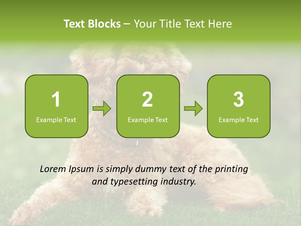Cute Lying Poodle PowerPoint Template