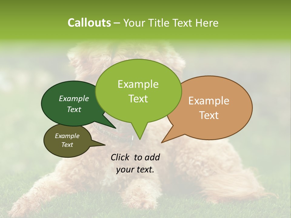 Cute Lying Poodle PowerPoint Template