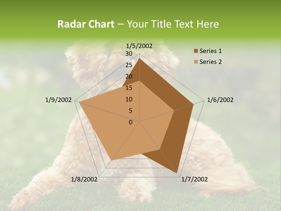 Cute Lying Poodle PowerPoint Template