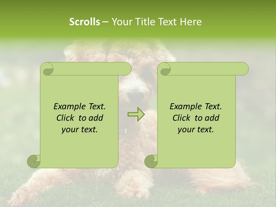 Cute Lying Poodle PowerPoint Template