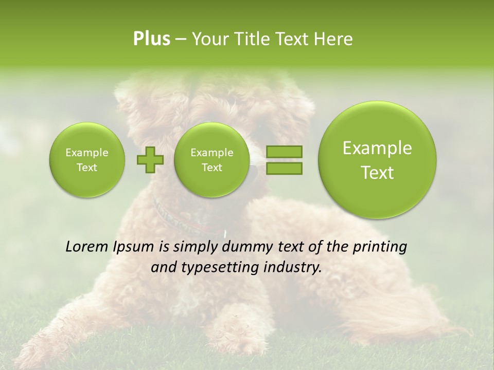 Cute Lying Poodle PowerPoint Template