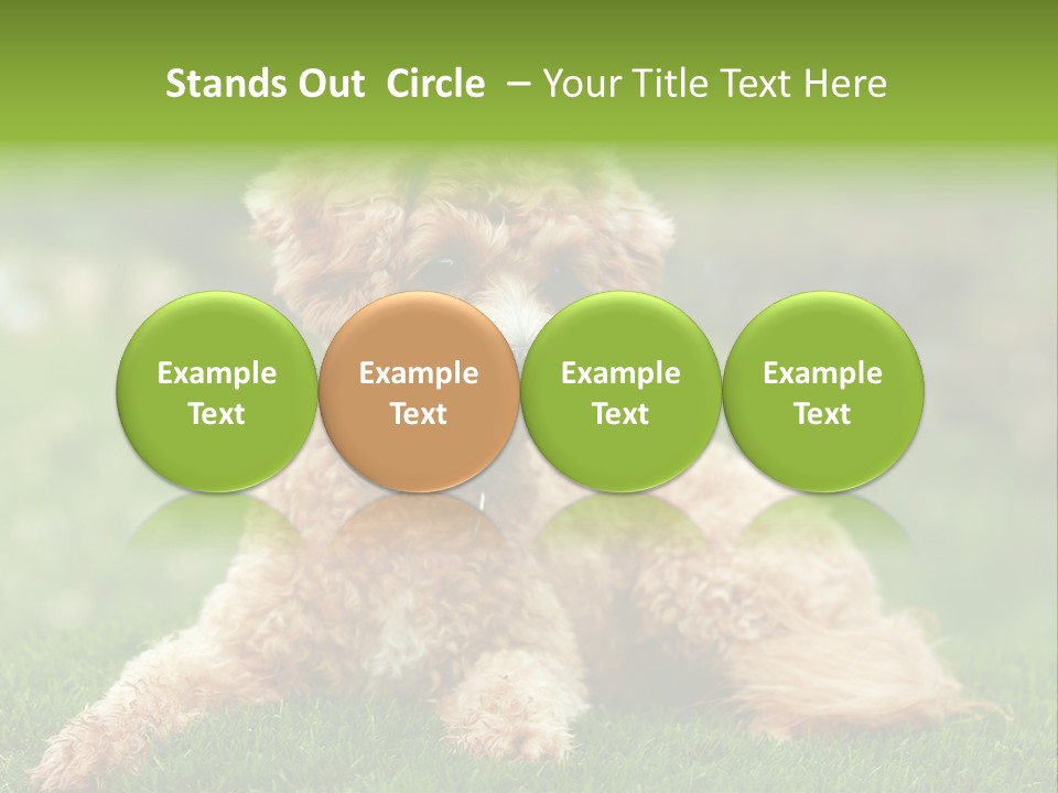 Cute Lying Poodle PowerPoint Template