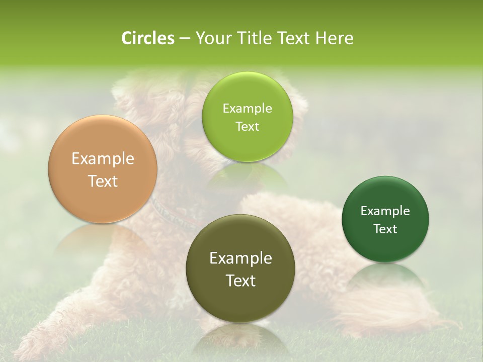 Cute Lying Poodle PowerPoint Template