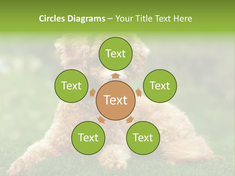 Cute Lying Poodle PowerPoint Template