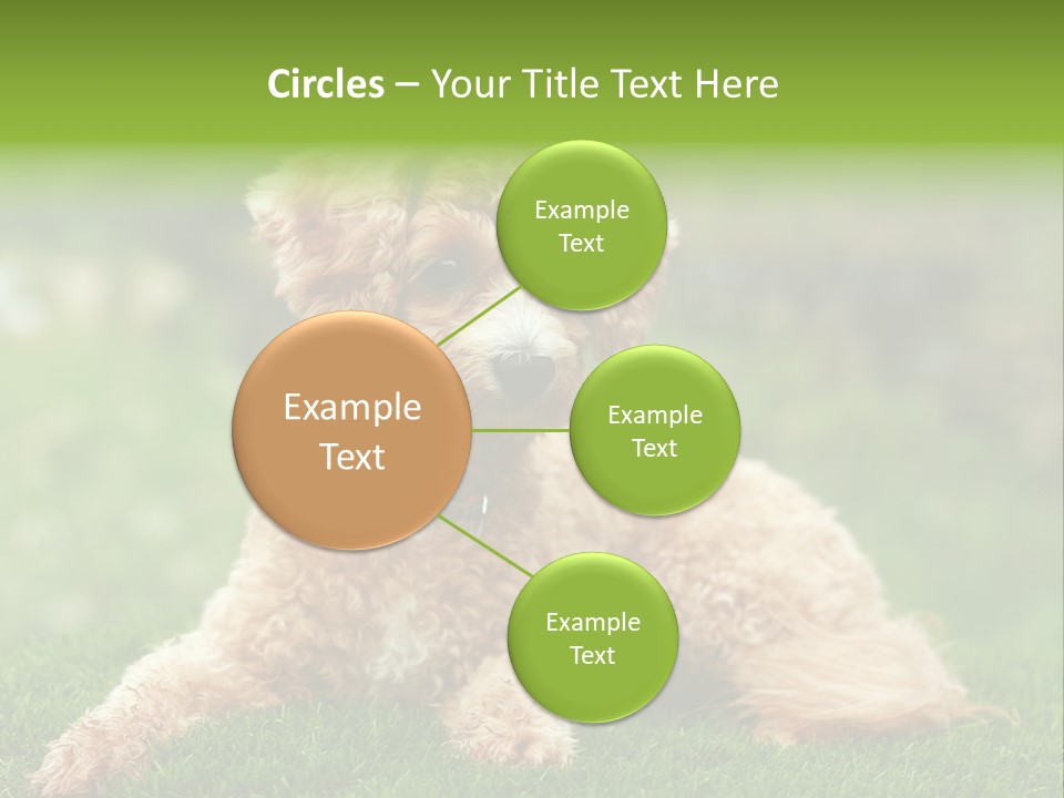 Cute Lying Poodle PowerPoint Template