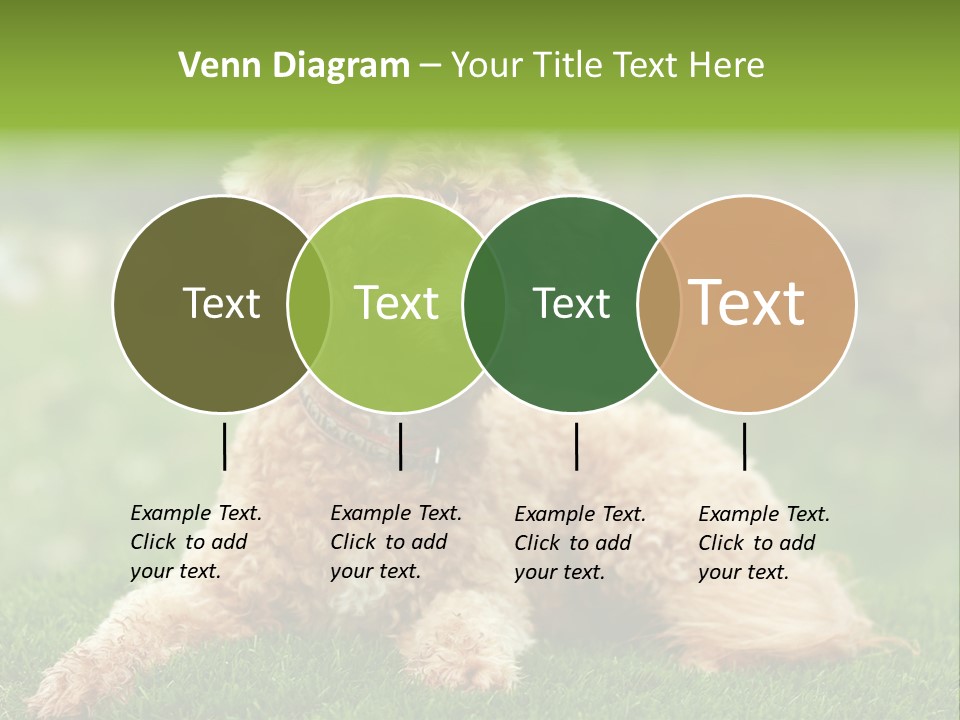 Cute Lying Poodle PowerPoint Template
