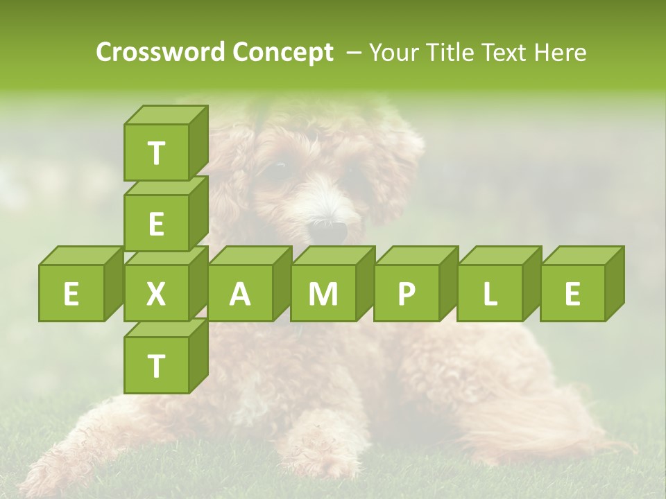 Cute Lying Poodle PowerPoint Template