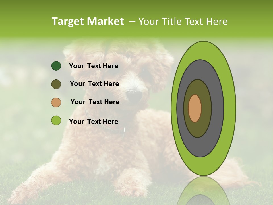 Cute Lying Poodle PowerPoint Template