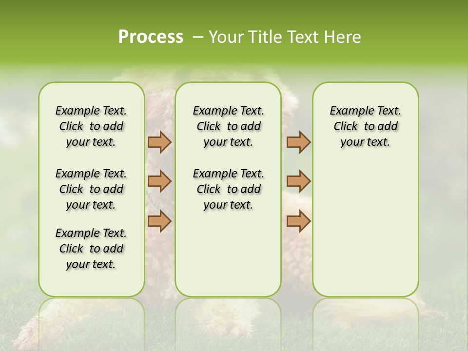 Cute Lying Poodle PowerPoint Template