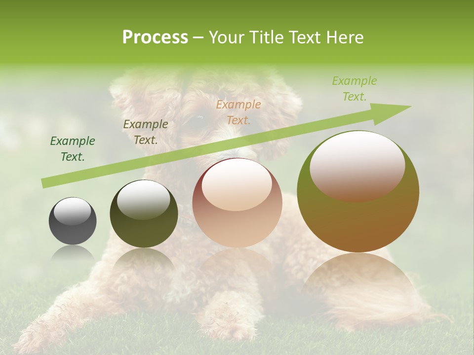 Cute Lying Poodle PowerPoint Template