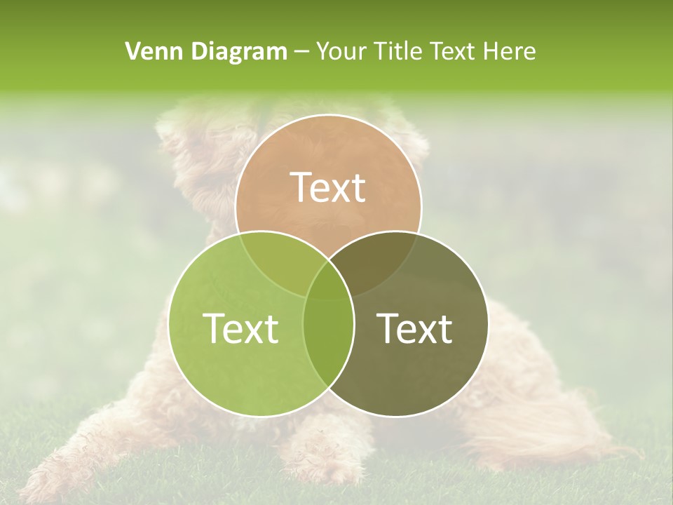 Cute Lying Poodle PowerPoint Template