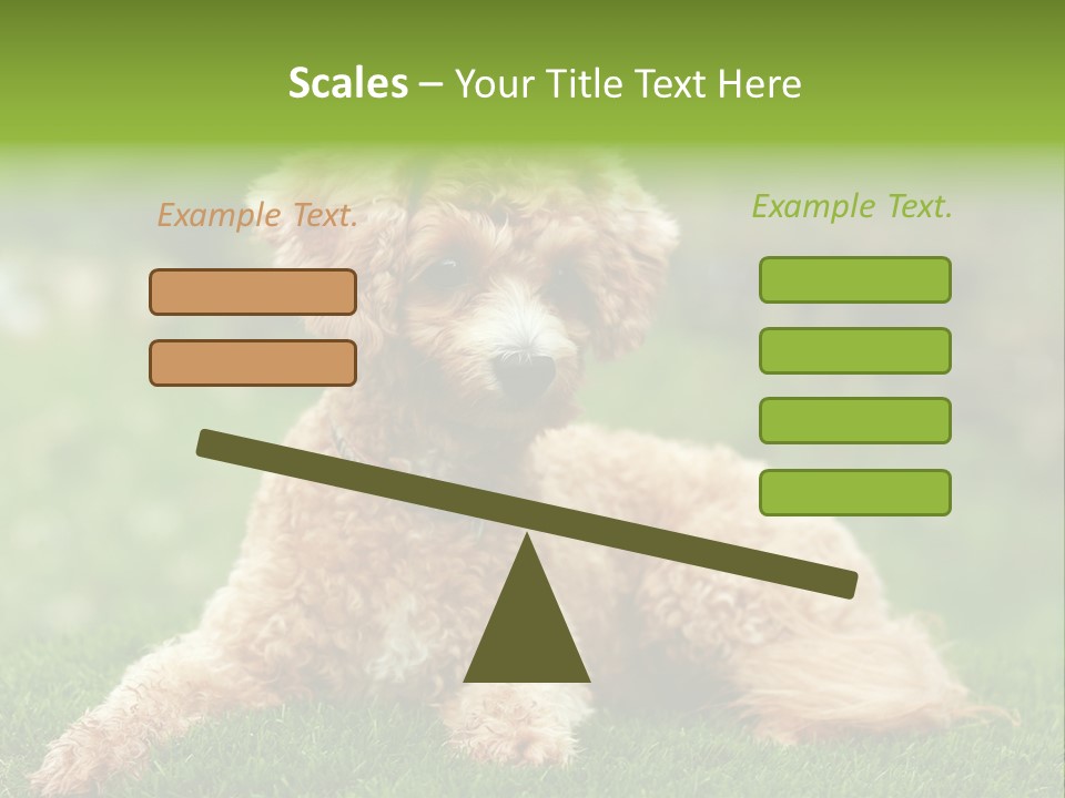 Cute Lying Poodle PowerPoint Template