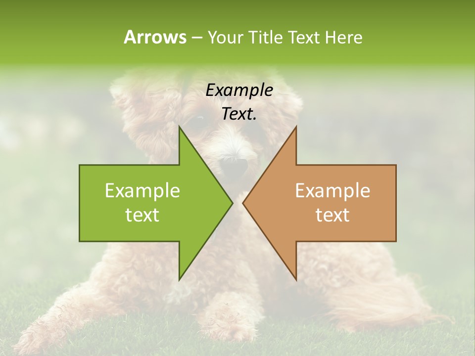 Cute Lying Poodle PowerPoint Template