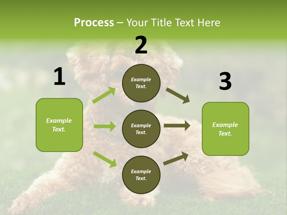 Cute Lying Poodle PowerPoint Template