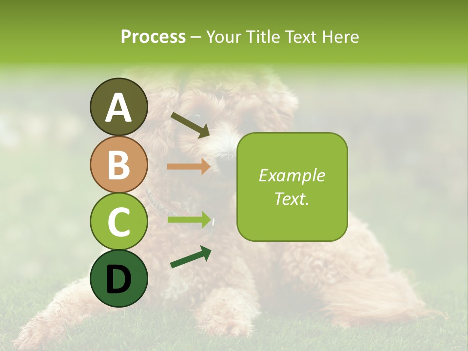 Cute Lying Poodle PowerPoint Template