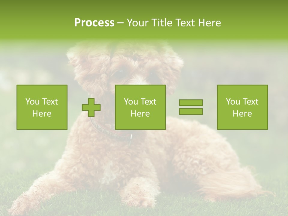 Cute Lying Poodle PowerPoint Template