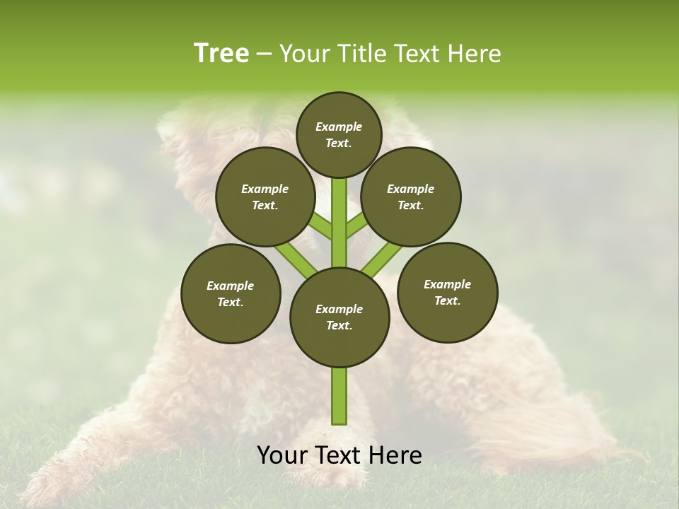 Cute Lying Poodle PowerPoint Template