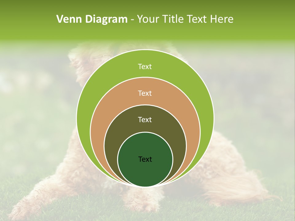 Cute Lying Poodle PowerPoint Template