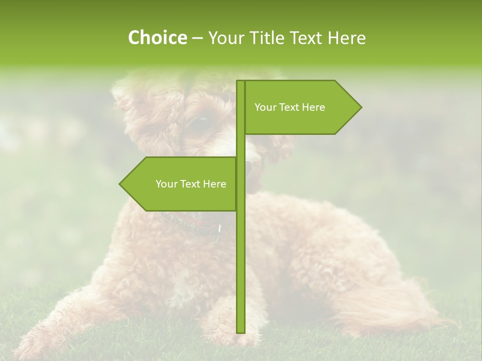 Cute Lying Poodle PowerPoint Template