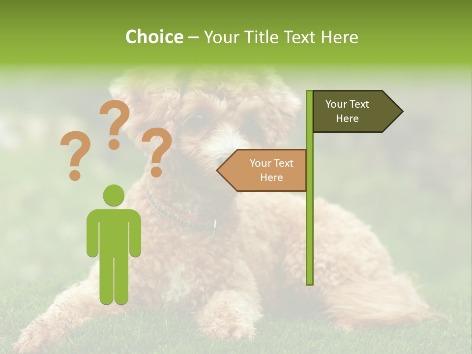 Cute Lying Poodle PowerPoint Template