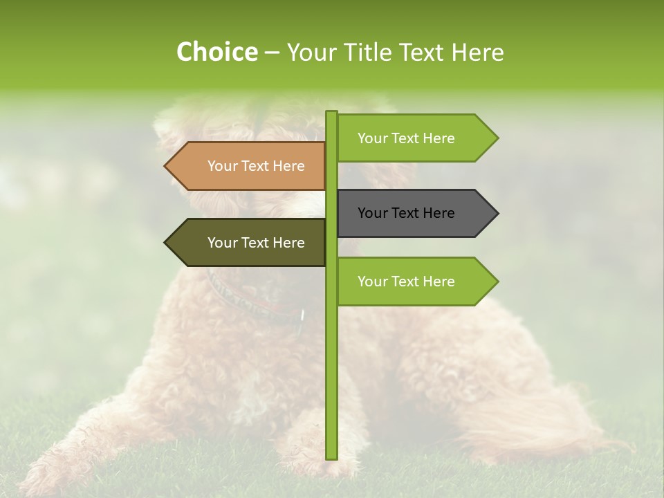 Cute Lying Poodle PowerPoint Template