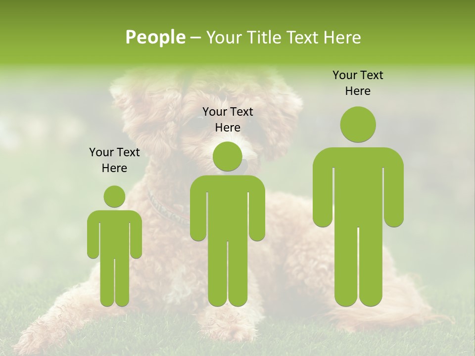 Cute Lying Poodle PowerPoint Template