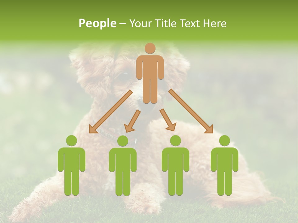 Cute Lying Poodle PowerPoint Template